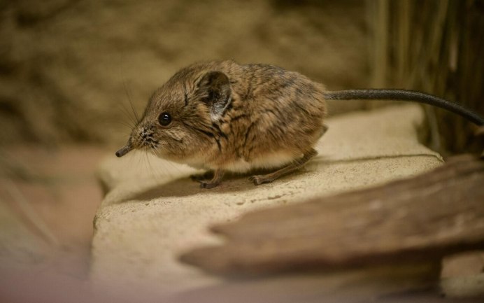Sorex alaskanus