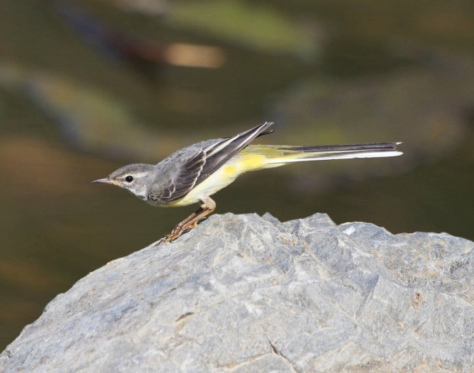 Горная трясогузка (Motacilla cinerea)