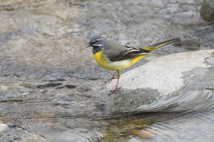 Motacilla personata