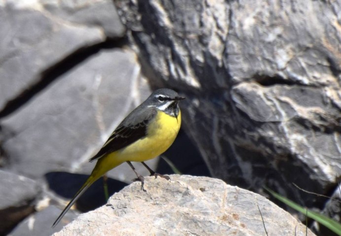 Горная трясогузка (Motacilla cinerea)