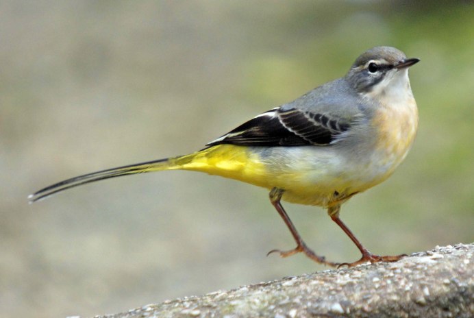 Горная трясогузка (Motacilla cinerea)