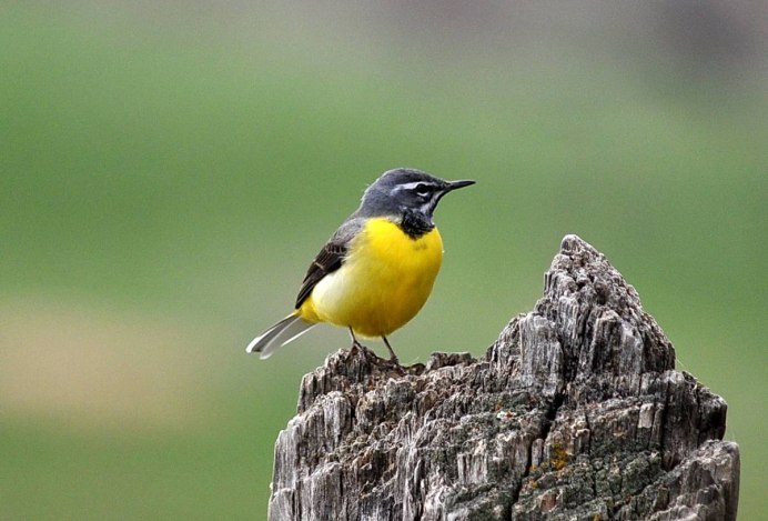 Горная трясогузка (Motacilla cinerea)