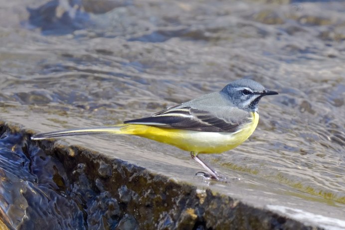 Motacilla cinerea марка