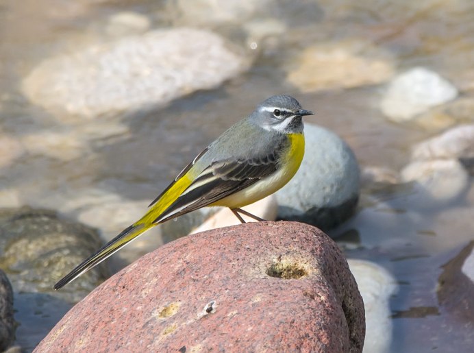 Motacilla cinerea марка