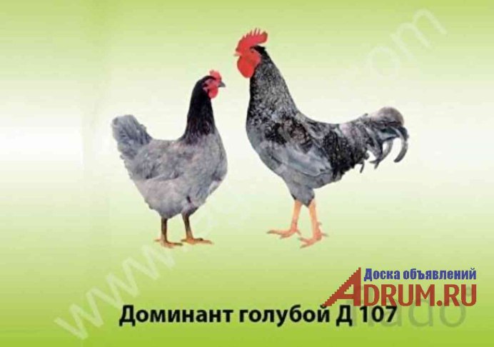 Андалузская голубая курица