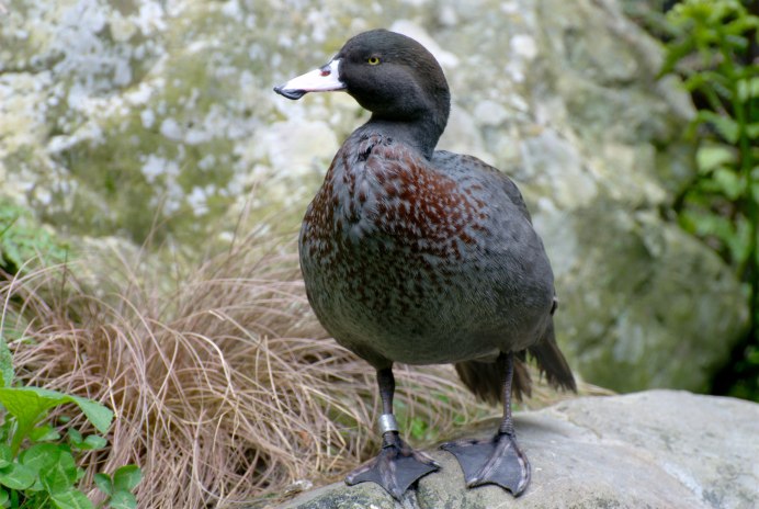 Australian Wood Duck