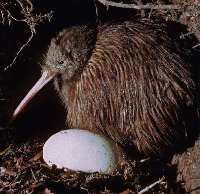 Hymenolaimus malacorhynchos
