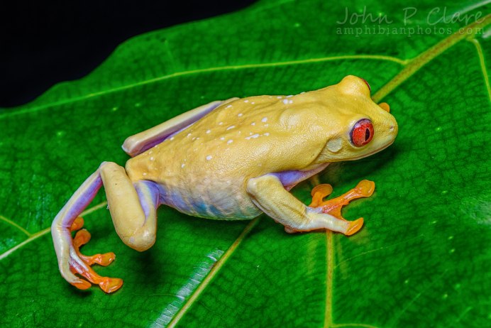 Sonoran Desert toad