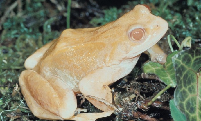 Albino African clawed Frog