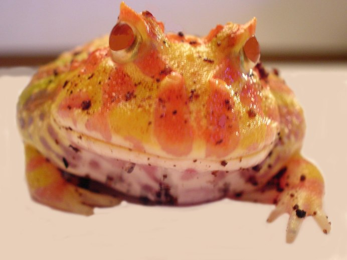 Гладкая шпорцевая лягушка (Xenopus laevis)