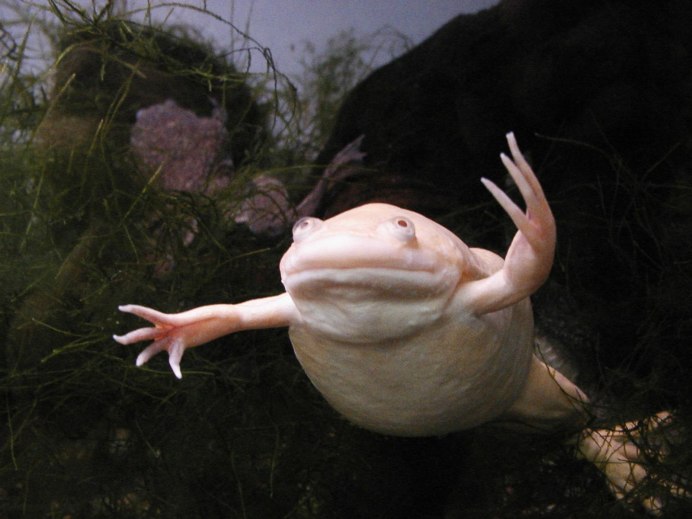 Лягушка рогатка Кранвелла Albino