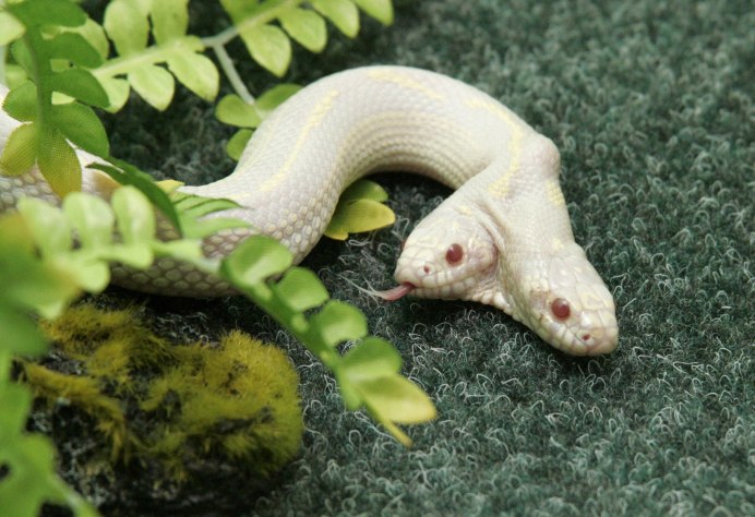 Лягушка рогатка Кранвелла Albino