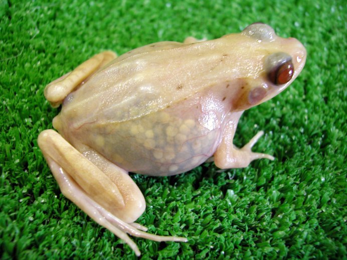 Jumping Frog
