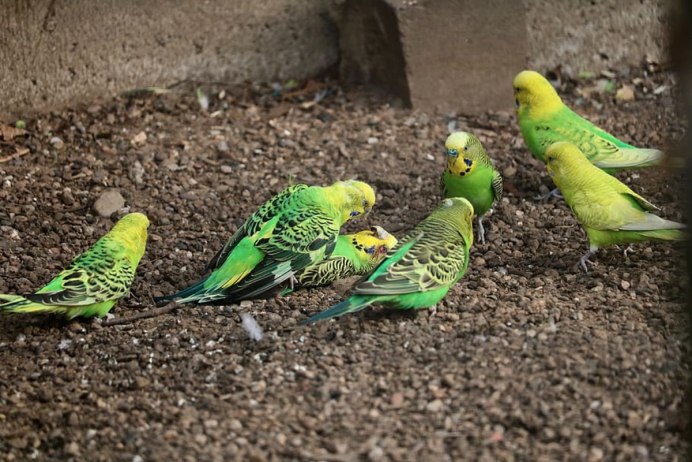 Melopsittacus undulatus