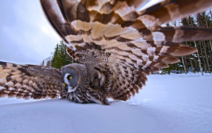 Филин (the Owl) 1991