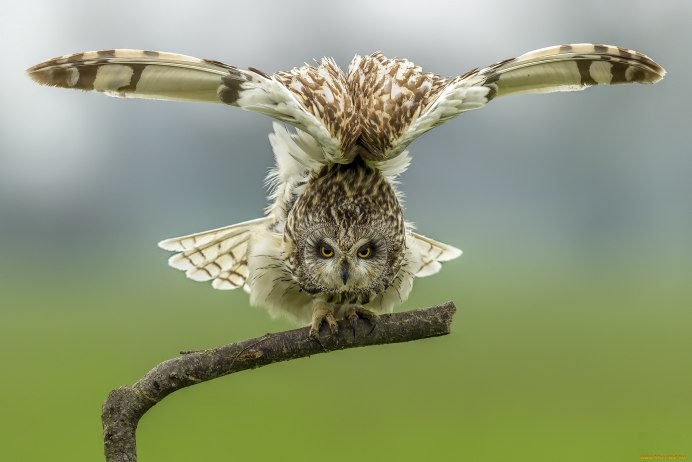 Bubo bengalensis