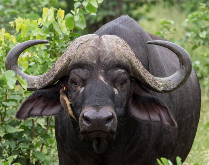 Африканский буйвол
