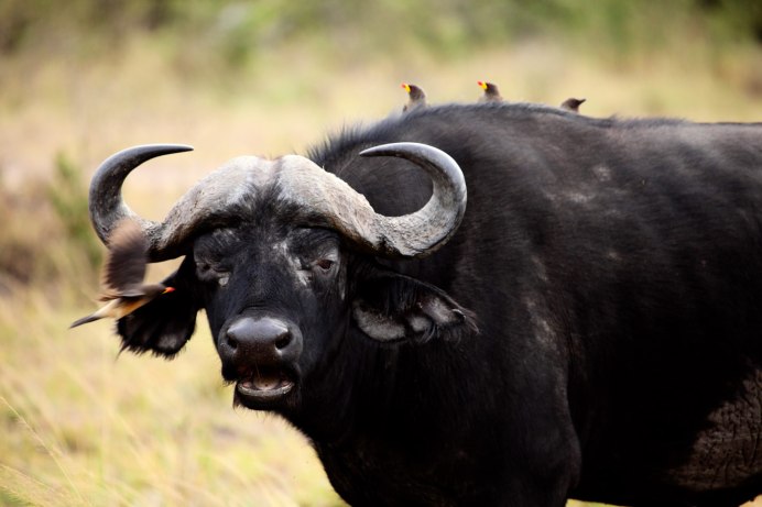 Африканских буйволов Серенгети