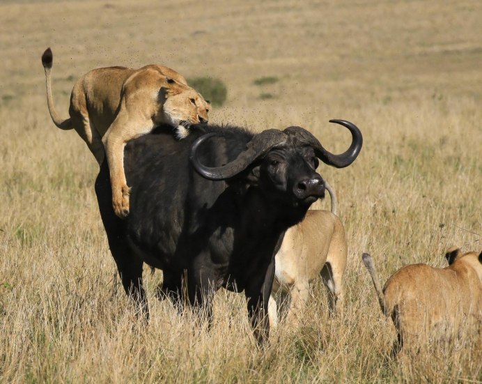 Кавказский буйвол