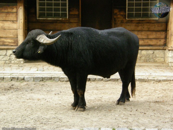 Буйволы Мурра