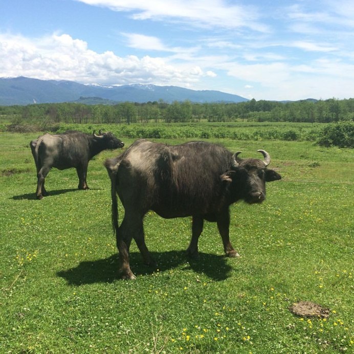 Арни буйвол