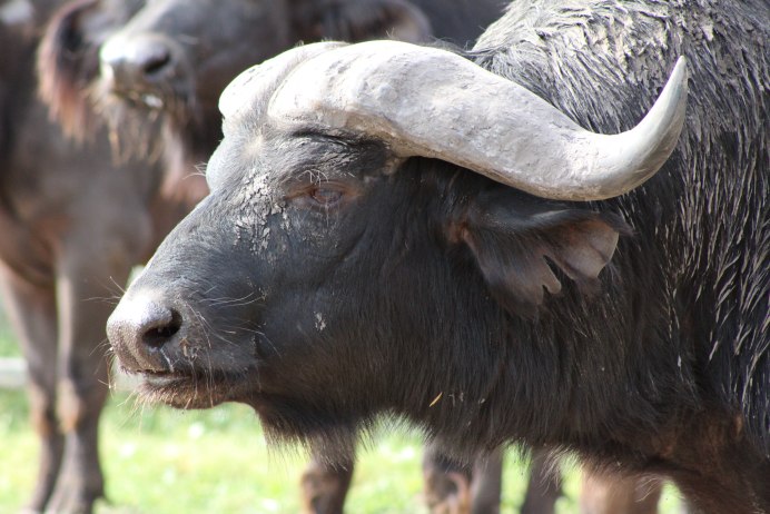 Гамуш буйвол Дагестан