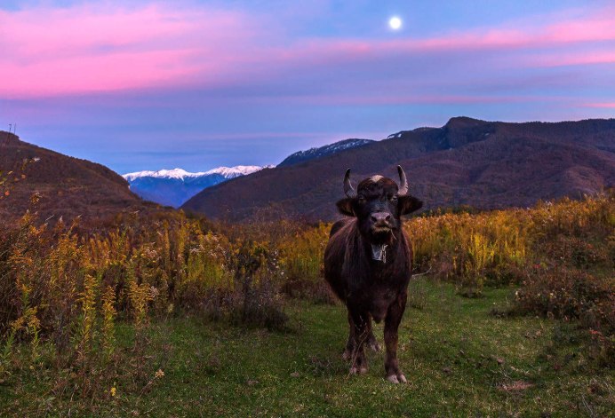 Буйвол Бизон бык