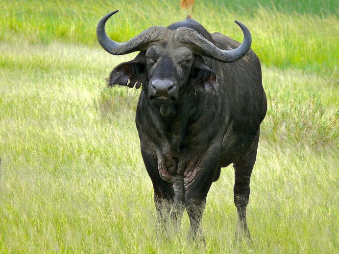 Буйвол в Дагестане