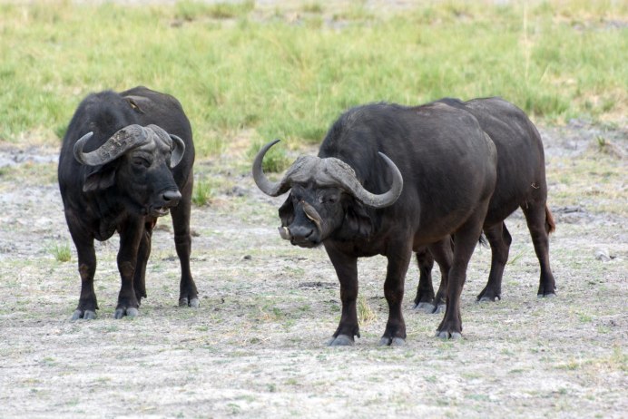 Кавказский буйвол Азербайджана