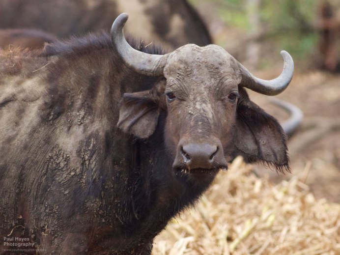 Чегемский буйвол