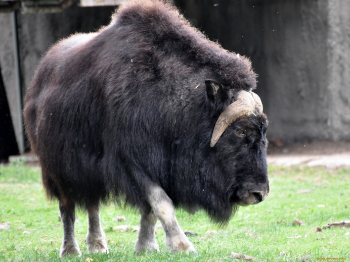 Буйвол Дагестанский