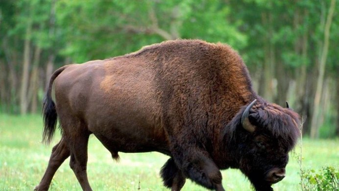 Буйвол Карачаево Черкесии