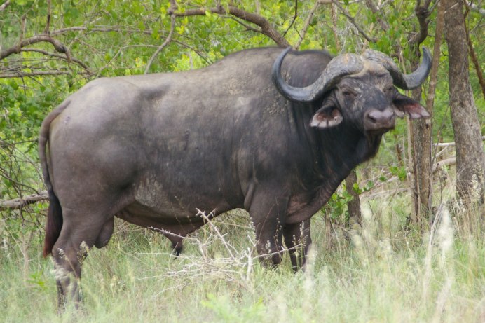 Американский Бизон теленок