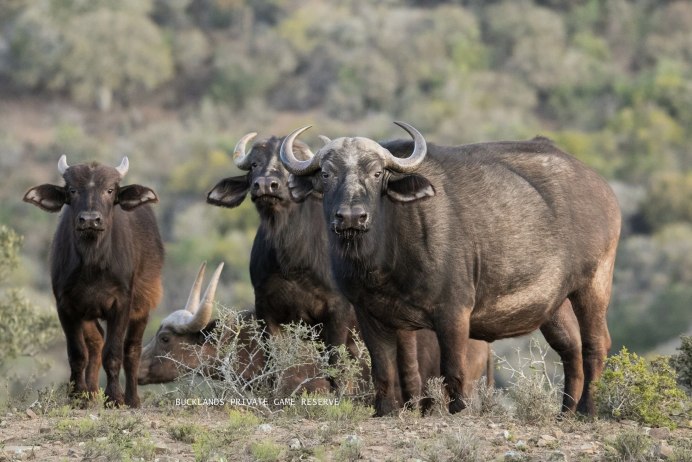 Африканский буйвол самка
