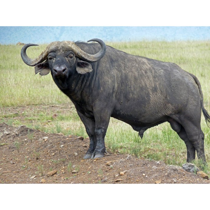 Буйвол и буйволенок