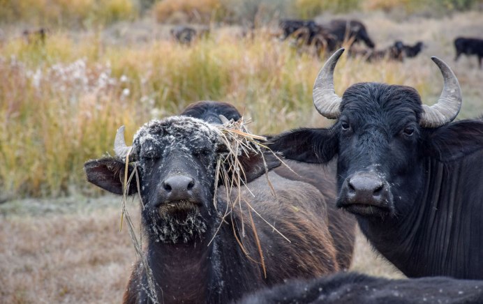 Кавказский буйвол Азербайджана