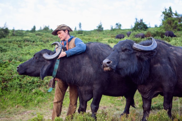 Кавказский буйвол Азербайджана