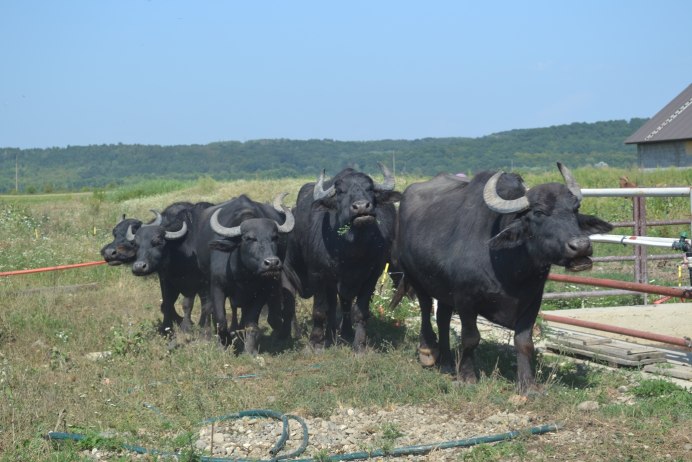 Аргентинский буйвол