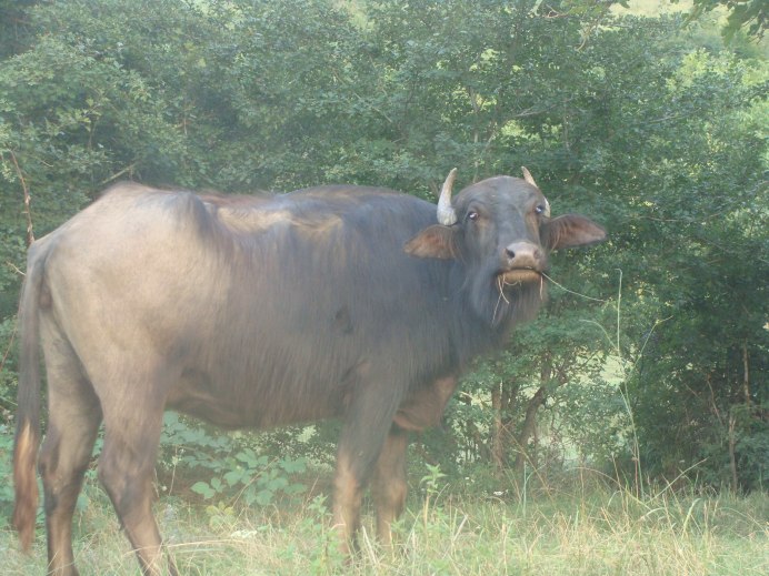 Дикие быки в природе