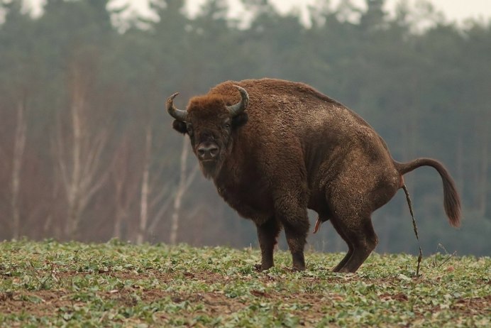 Buffalo Buffalo Buffalo Buffalo Buffalo Buffalo Buffalo Buffalo