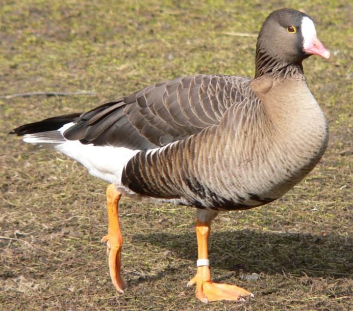 Пискулька (Anser erythropus)