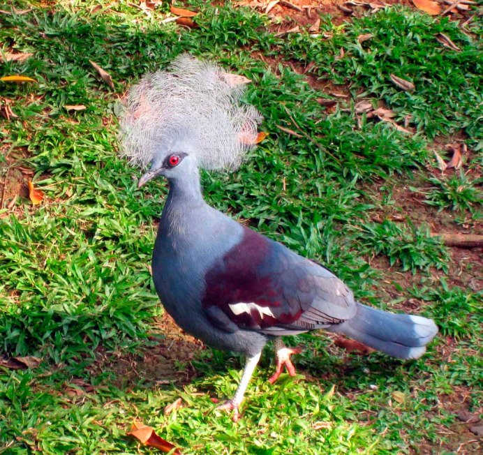 Goura cristata