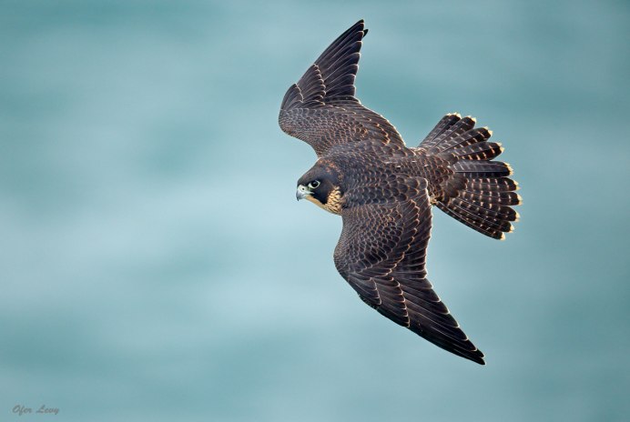 Красный Коршун Milvus Milvus