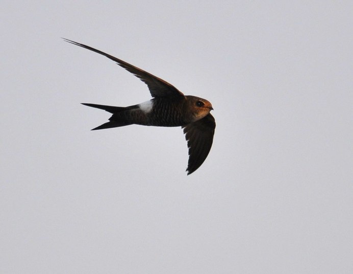 Черный иглохвостый Стриж