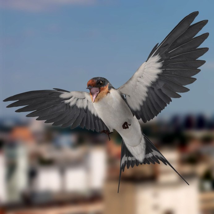 Крылья ласточки