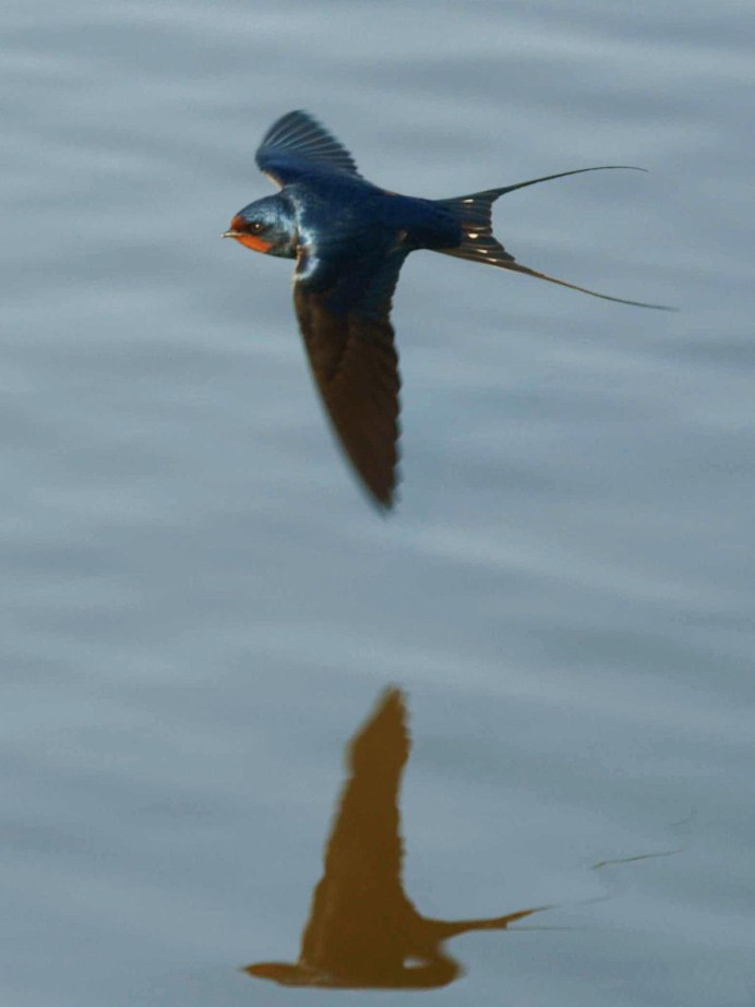 Крылья ласточки