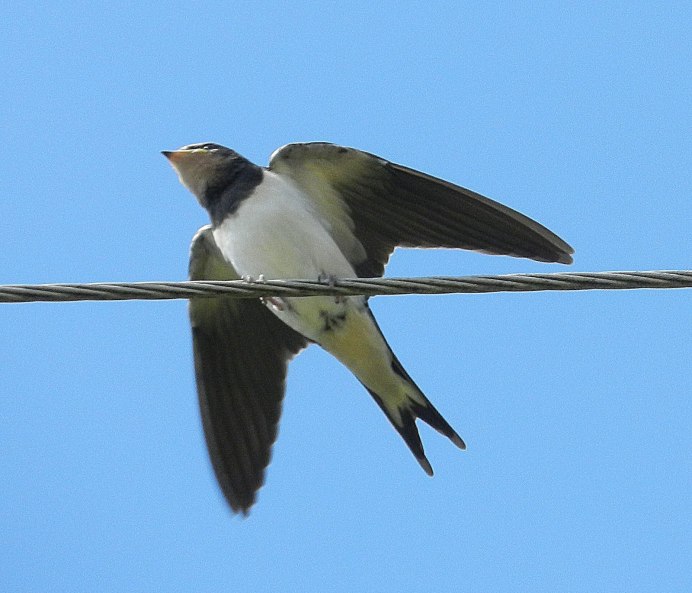 Стриж птица