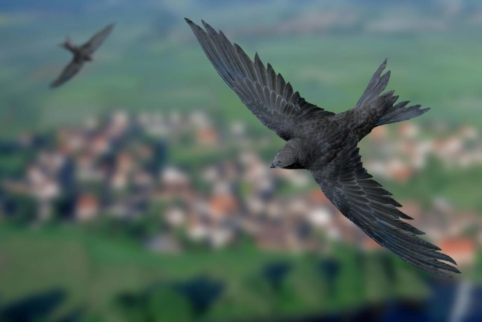 Иглохвостый Стриж скорость