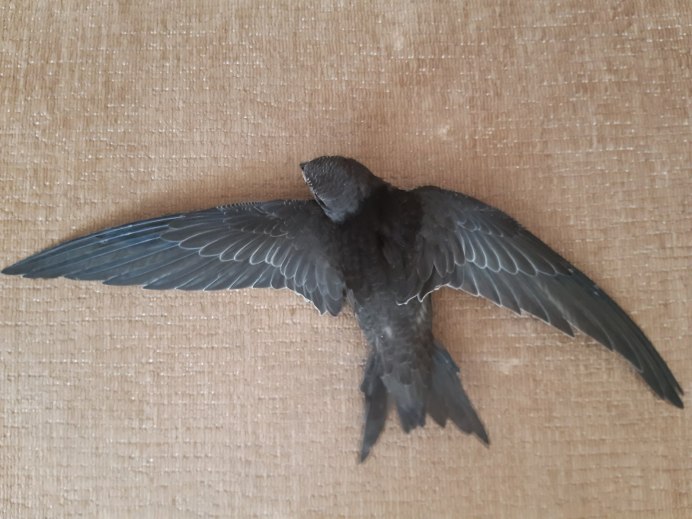 Стриж референс