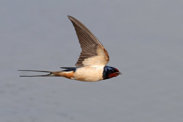 Стриж в полете